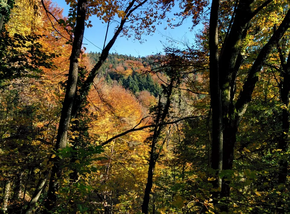NOBILES GIOIELLO DELLA NATURA: 5,15 ha TENUTA 100% AUTARICA progetto di costruzione approvato, prato / foresta / ruscello / stagno – foto 21 di 30