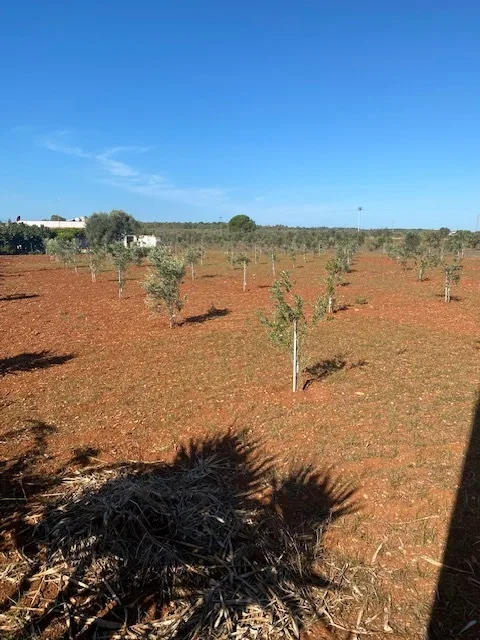 Salve, belle maison avec 10'000 m2 de terrain A 5 minutes de la mer !