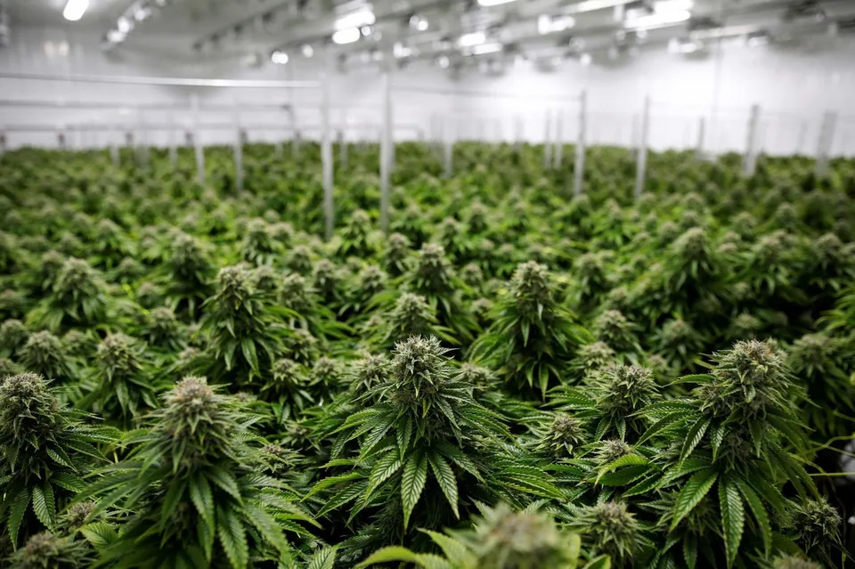 Vivaio di CBD di canapa, ben attrezzato, parzialmente pronto per la produzione immediata
