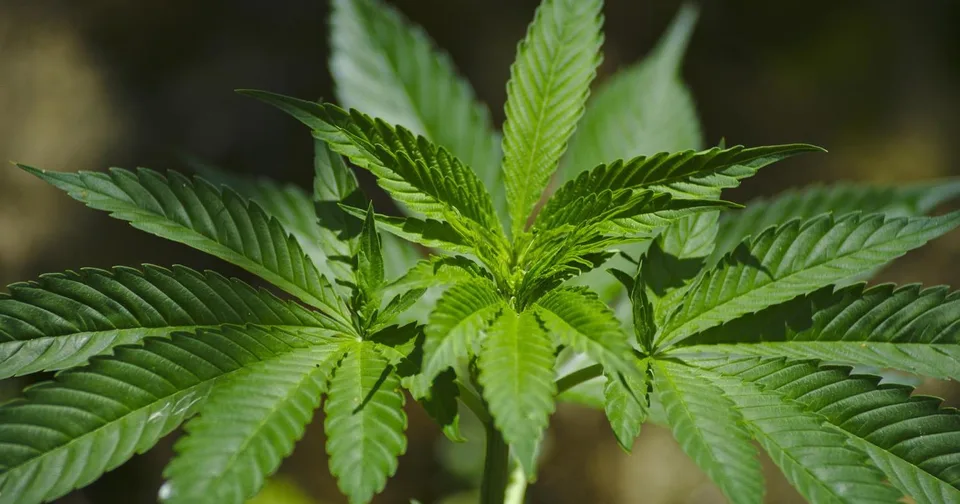 Vivaio di CBD di canapa, ben attrezzato, parzialmente pronto per la produzione immediata
