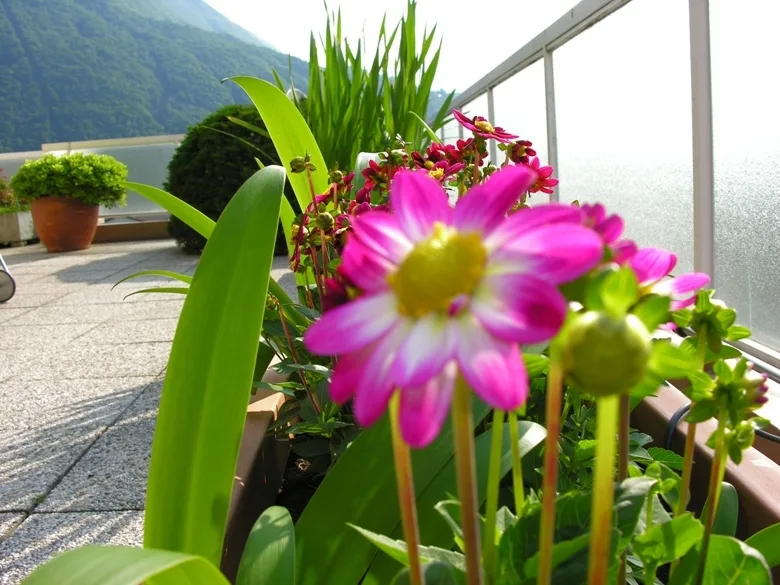 Bellissimo attico 4.5 locali su un solo piano con splendida terrazza
