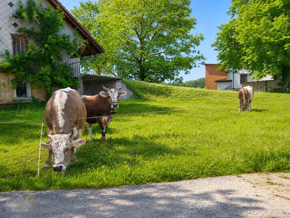 Selbstversorger Stall mit Auslauf für zwei Pferde zusammen
