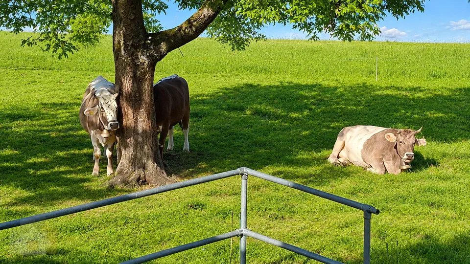Selbstversorger Stall mit Auslauf für zwei Pferde zusammen – Foto 9 von 11