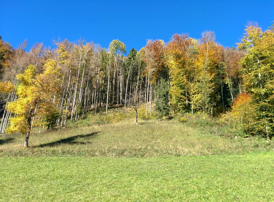 JOYAU DE LA NATURE : 3'903 m² de prairie avec 1 maison approuvée & petit étable pour animaux, 100% autonome, clairière naturelle de bois – photo 14 sur 29