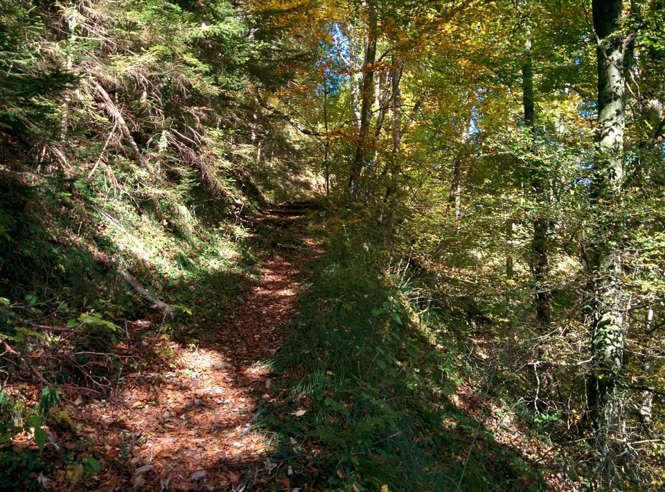 JOYAU DE LA NATURE : 3'903 m² de prairie avec 1 maison approuvée & petit étable pour animaux, 100% autonome, clairière naturelle de bois – photo 17 sur 29