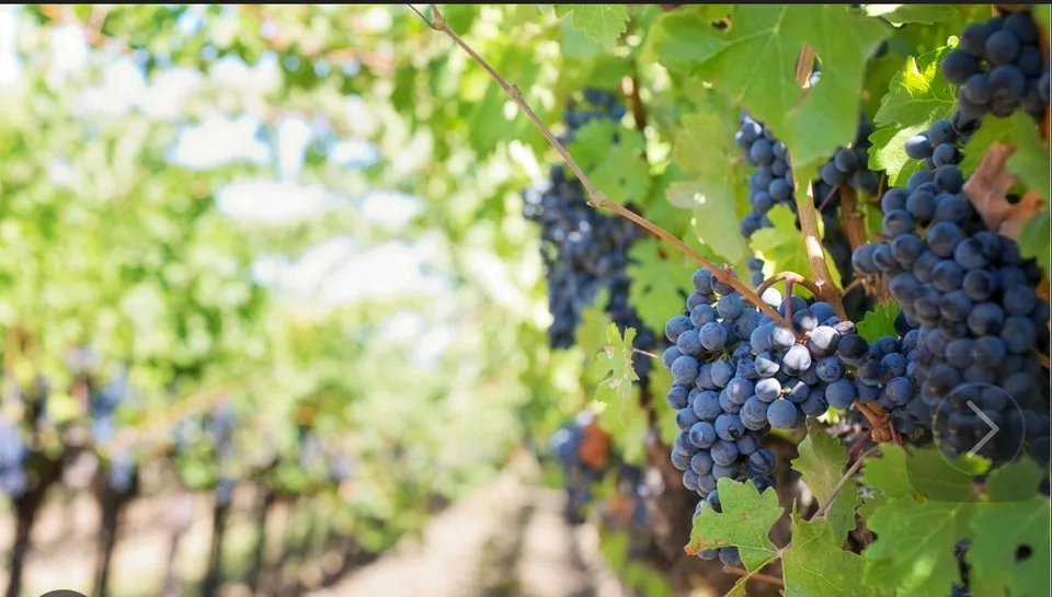 Château / Vineyard à Vendre