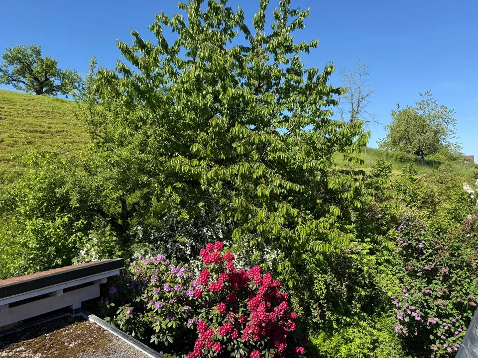 Geräumiges 8-Zimmer-Einfamilienhaus an ruhiger Lage in Edlibach/Menzingen