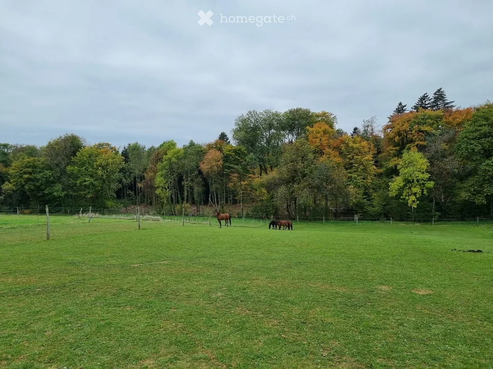 2 Familien suchen Haus/Bauernhof/Wohnung + Pferdeplatz
