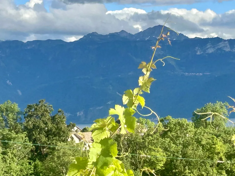 Appartement neuf à Lutry avec jardin et 4 chambres