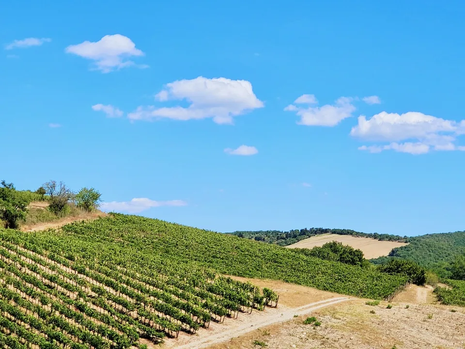 Villa in Stile Toscano con Dependance, Piccolo Vigneto e Oliveto