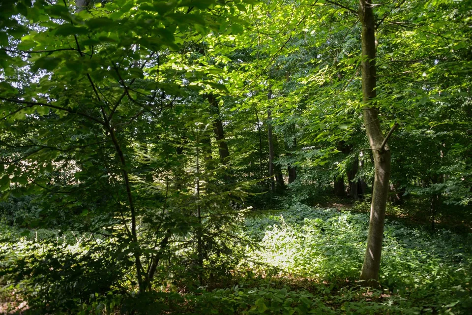 Folgensbourg – Maison individuelle dépendante avec grand terrain et forêt privée – photo 27 sur 29