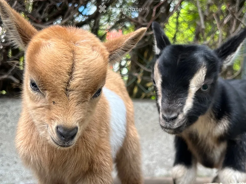 Camera da letto 16 m² in villa / contro servizi per animali