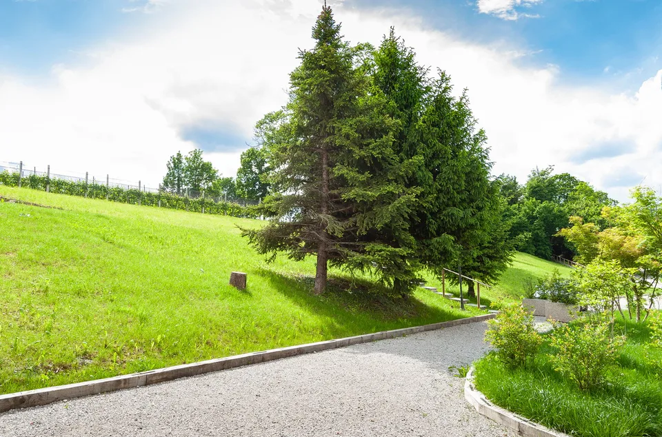 AFFITTASI LUMINOSO APPARTAMENTO DA 2.5 LOCALI IMMERSO NEL VERDE – foto 11 di 13