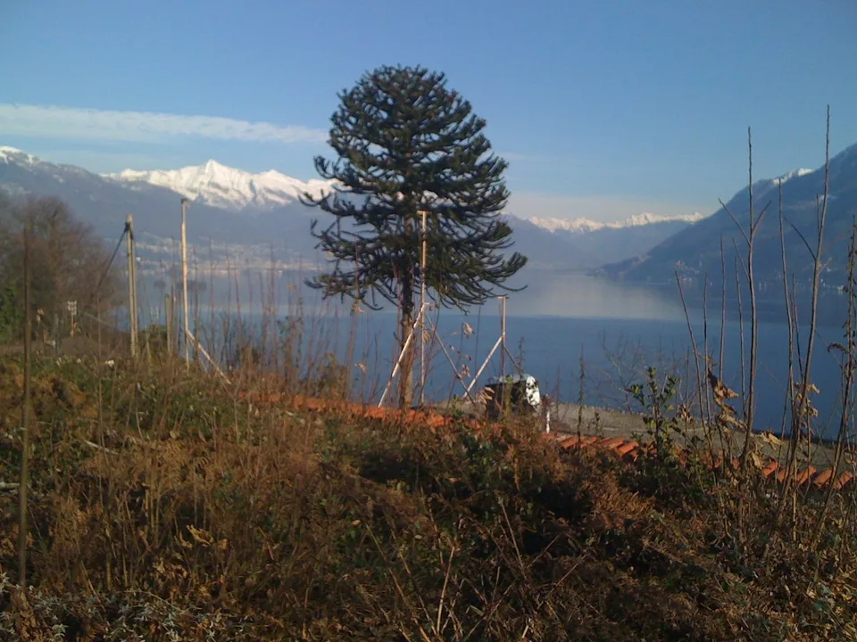 Wiesen- und Waldgrundstück mit einmaliger Sicht in Brissago