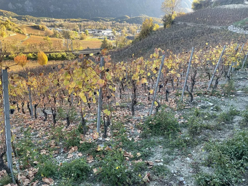 Au milieu de vignobles pittoresques