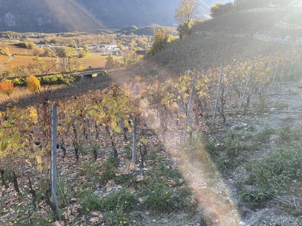 Au milieu de vignobles pittoresques