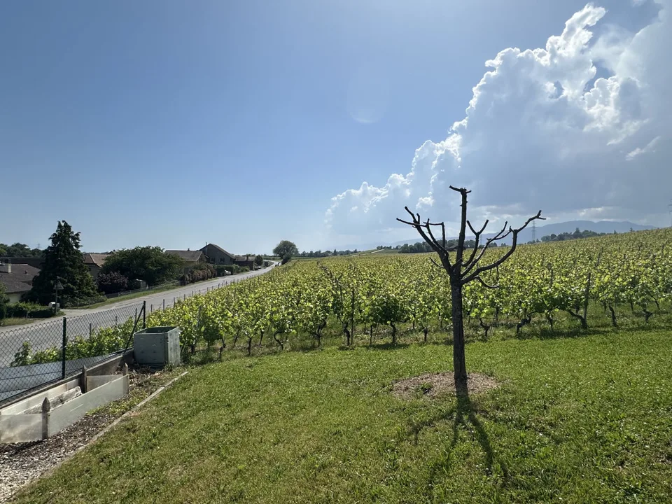 Delizioso appartamento di 3.5 locali nel cuore di Luins