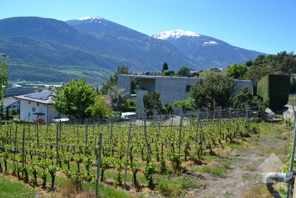 Magnifique parcelle surplombant Sierre dans zone villa de 1'099 m2 – foto 6 di 9