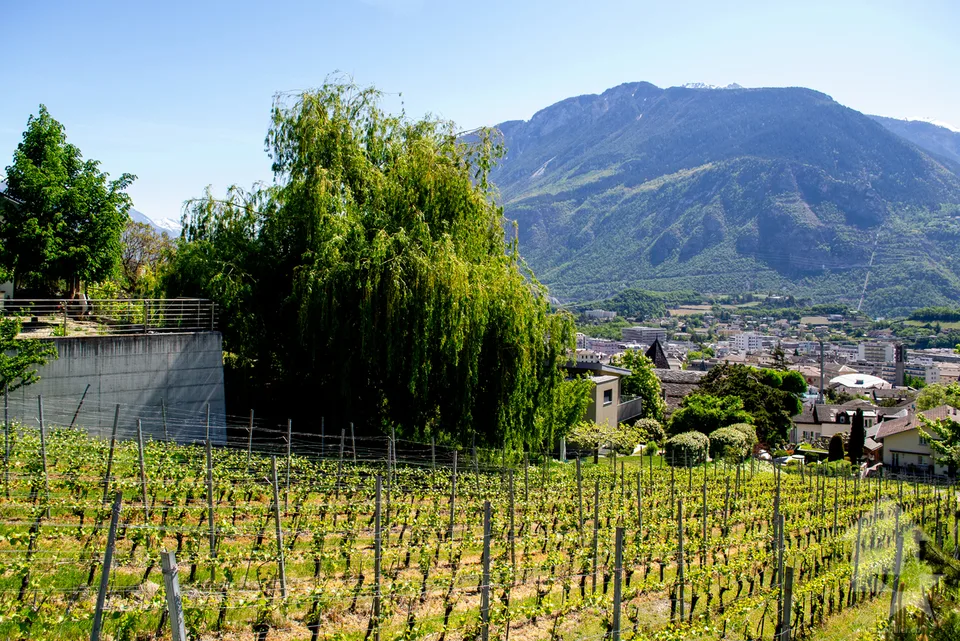 Magnifique parcelle surplombant Sierre dans zone villa de 1'099 m2