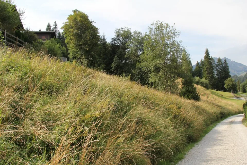 Grand terrain constructible de 906 m² situé en hauteur à Plaffeien FR