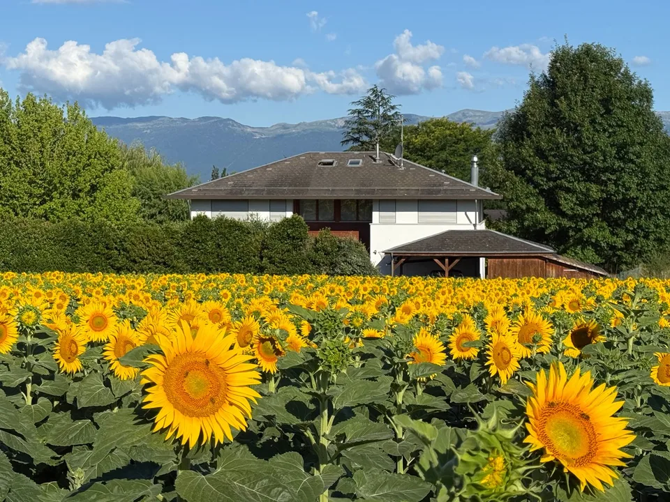 Magnifique villa de 550 m² à Corsier, Élégance, confort et sérénité, grande piscine, parc de 2400 m2