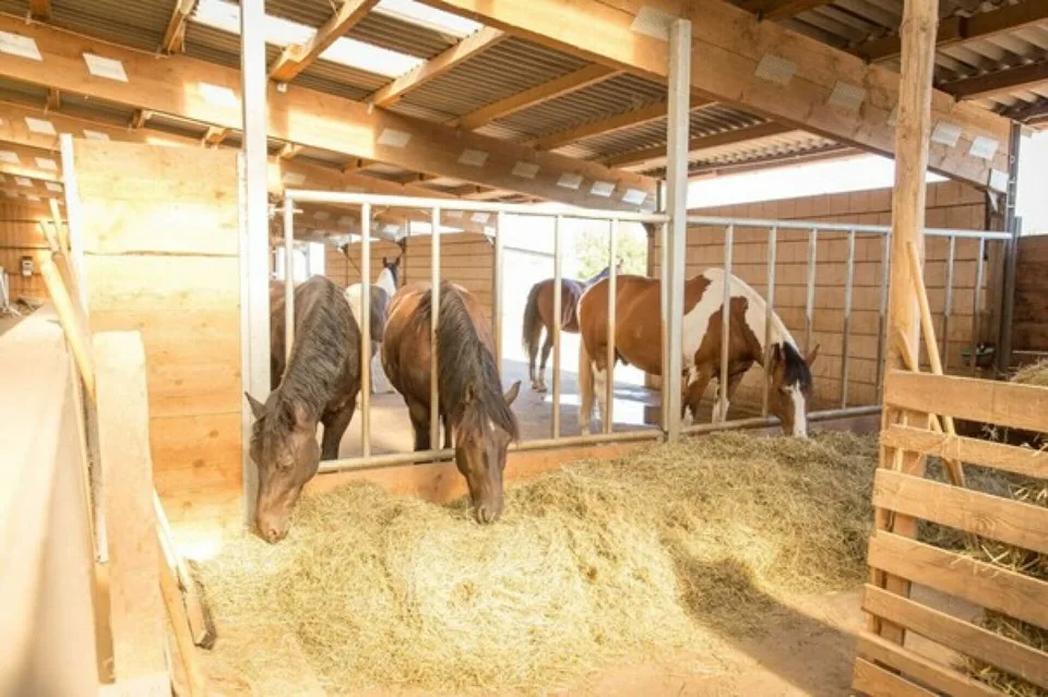 Unico! Proprietà equestre vicino al confine svizzero