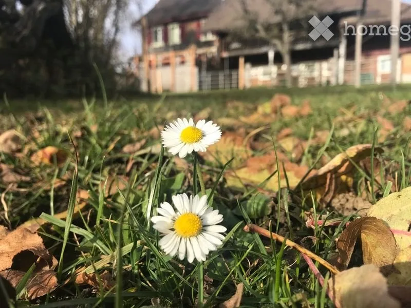 Wohnen im Grünen