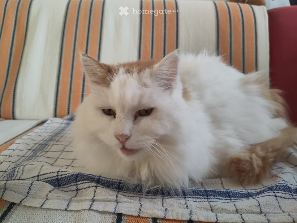 2,5 locali in affitto dal settembre e da condividere con il nostro gatto