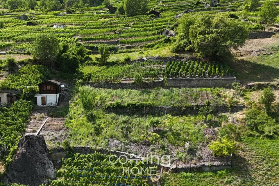 Rebparzelle mit Rebhaus in Stalden - Weinbau im Vispertal