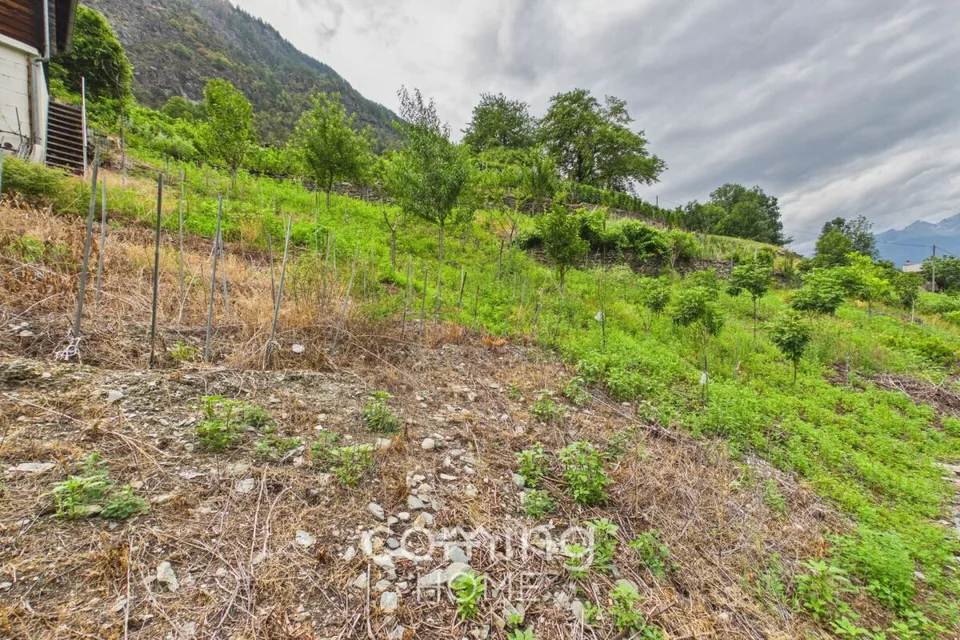 Vigneto con casa vinicola a Stalden - Viticoltura nella Val Vispa – foto 9 di 10