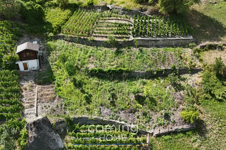 Rebparzelle mit Rebhaus in Stalden - Weinbau im Vispertal