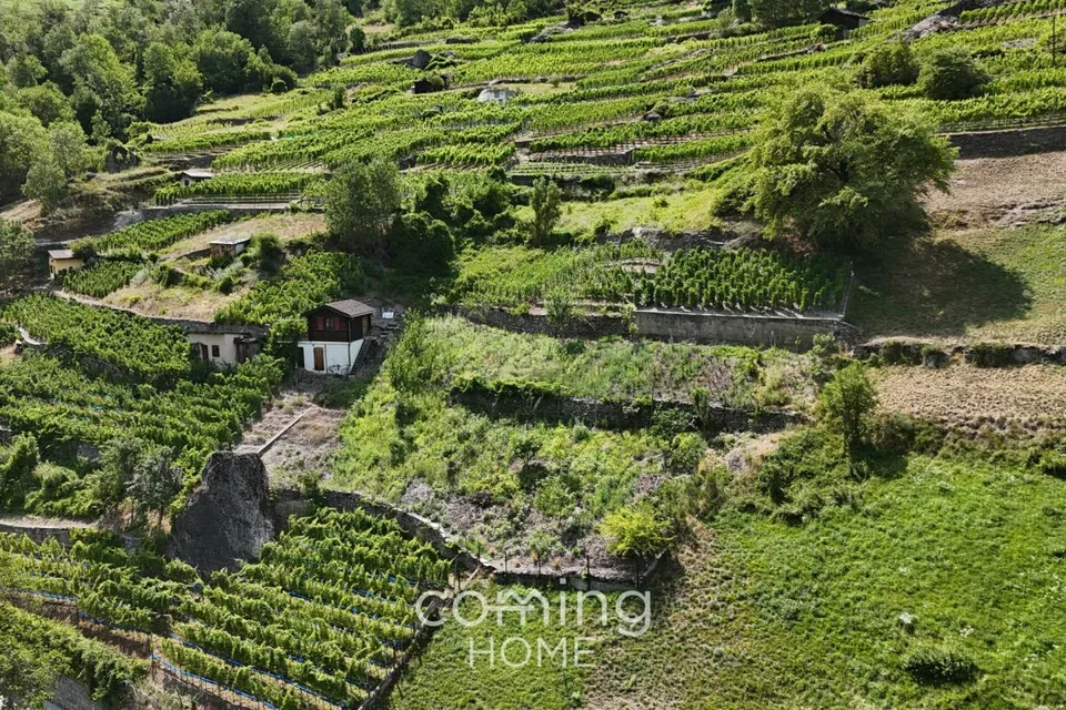 Rebparzelle mit Rebhaus in Stalden - Weinbau im Vispertal