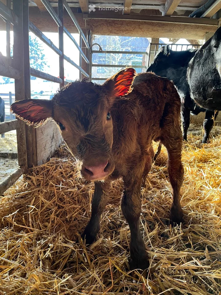 Colocataires recherchés pour ferme biologique près de Zurich