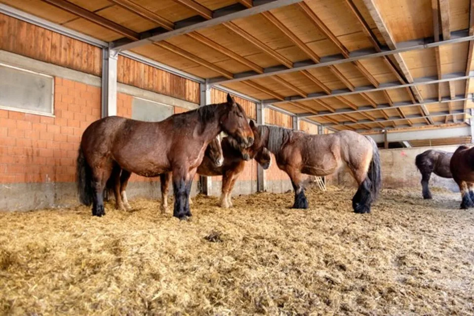 Unique! Equestrian property near the Swiss border