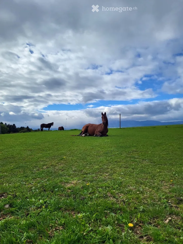 Cherche à louer maison/appartement + stab chevaux