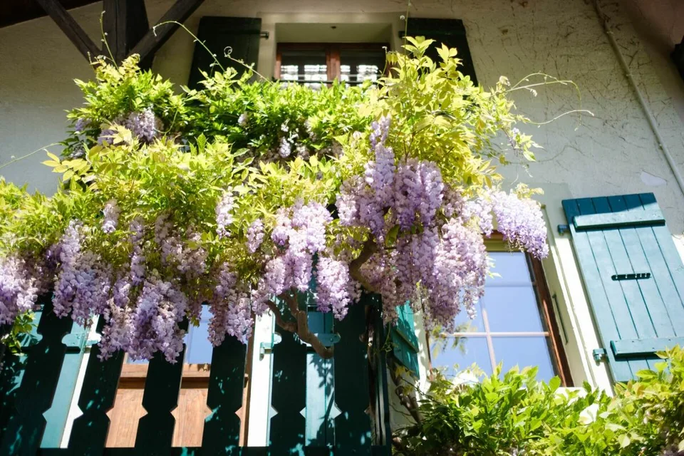 Charaktervolles Dorfhaus mit baumgesäumtem Garten