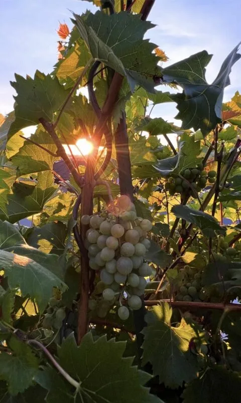 Votre paradis familial ensoleillé - oasis de jardin - intimité - proche de la ville, où le vin pousse, les enfants rient et les soirées sont dorées.