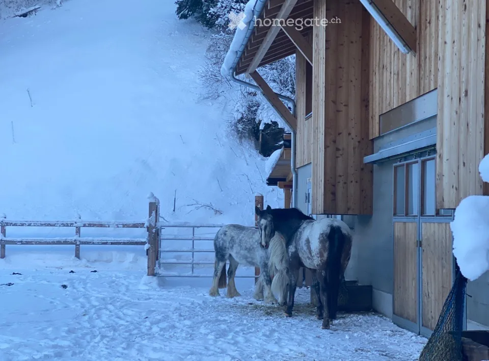 Exceptional and versatile multi-family house with horse stable