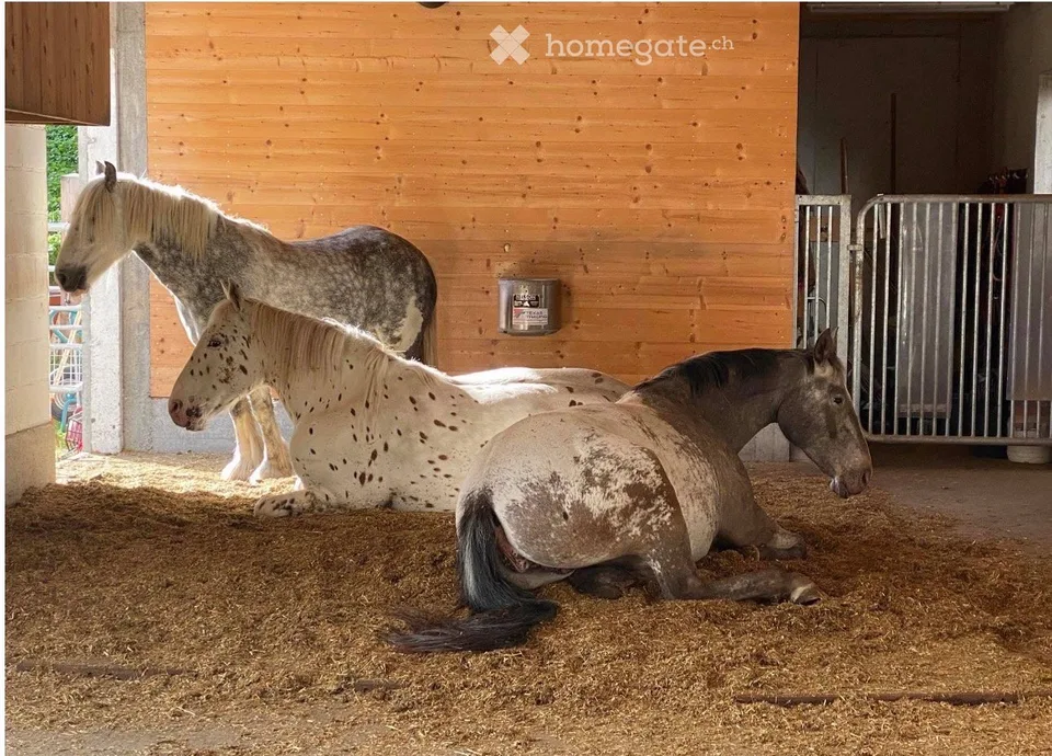 Exceptional and versatile multi-family house with horse stable