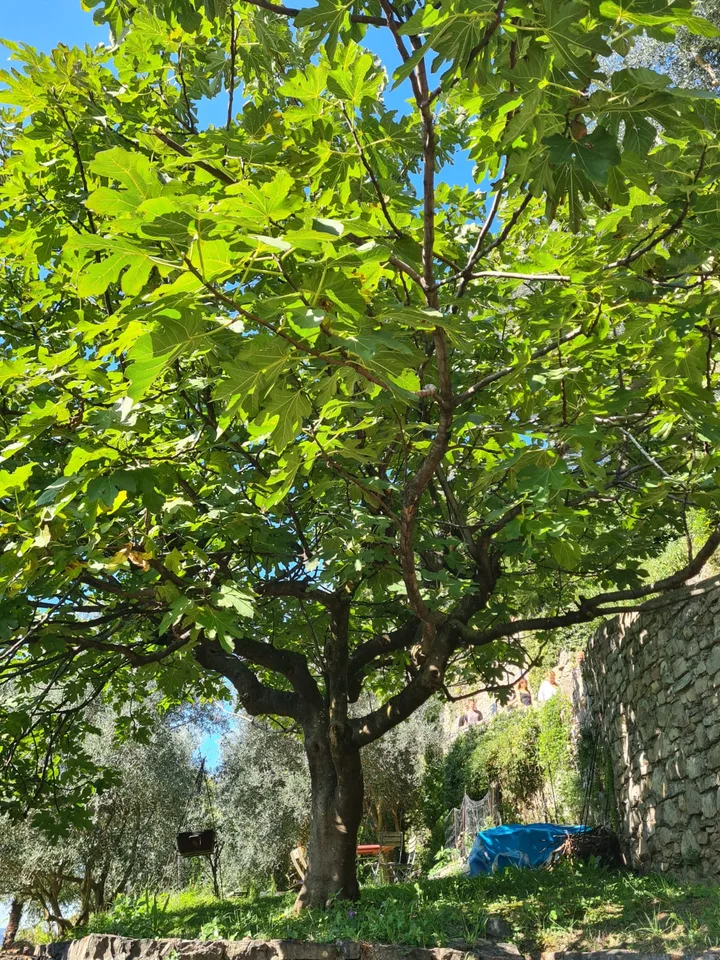 Si affitta a Gandria straordinario appartamento con giardino e vista lago