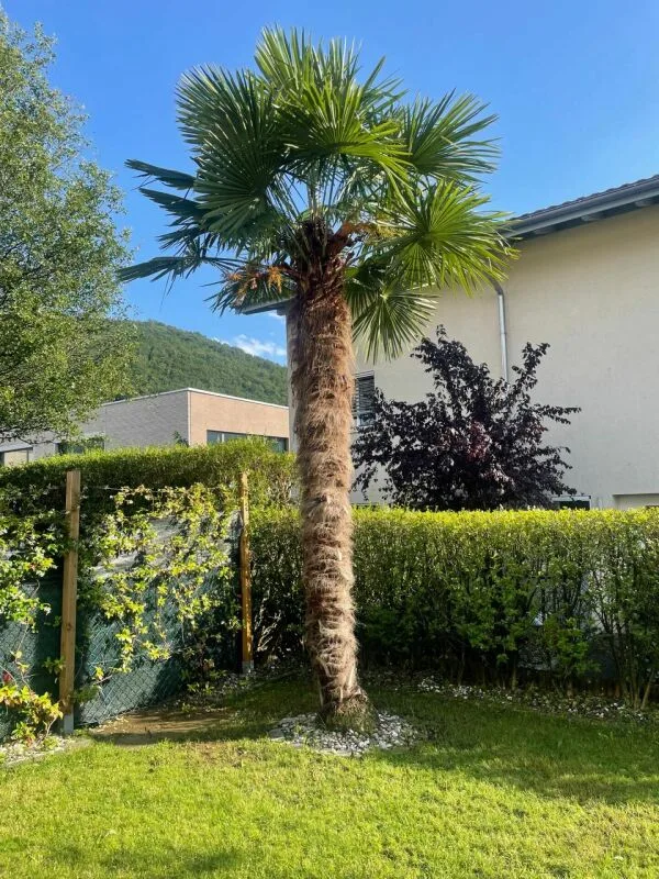 5.5 Zimmer Doppeleinfamilienhaus mit 2 EHP Inklusiv