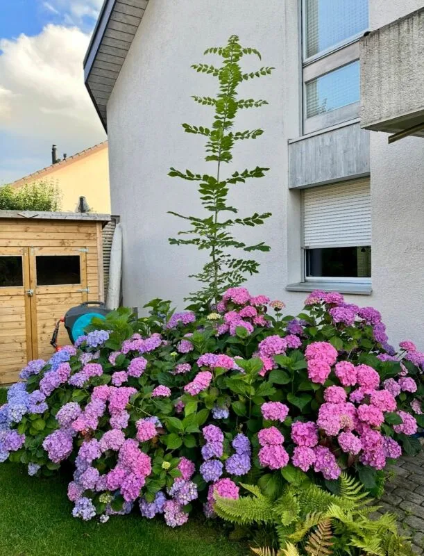 Casa a schiera con oasi di giardino - Casa a Zollikofen – foto 23 di 27