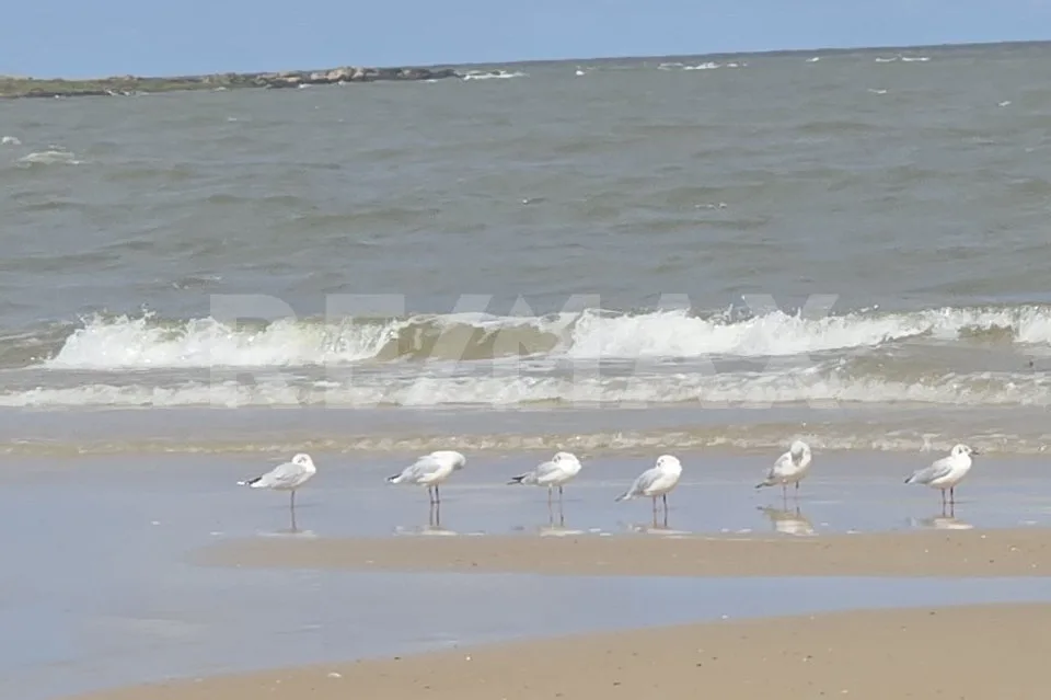 L'Uruguay, la Suisse de l'Amérique du Sud , de superbes terrains à bâtir en bord de mer ! – Foto 11 von 13