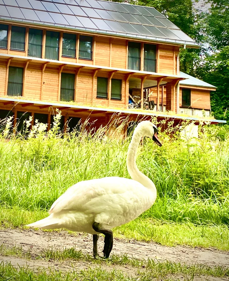 Multi-generation house – photo 6 of 30