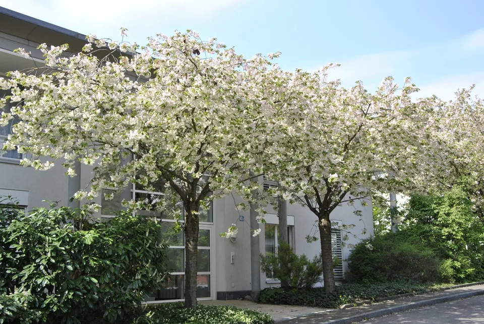 Charmant appartement 2.5 pièces avec espace de séjour à Zürich Hottingen – photo 8 sur 8