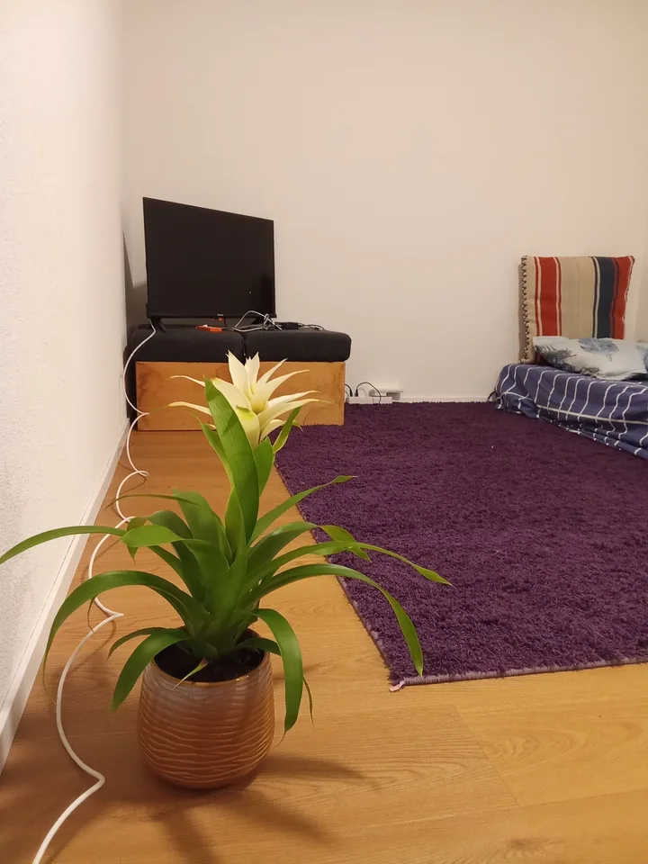 1½ ZI-WOHNUNG IN LUZERN, MÖBLIERT, TEMPORÄR – Foto 2 von 10