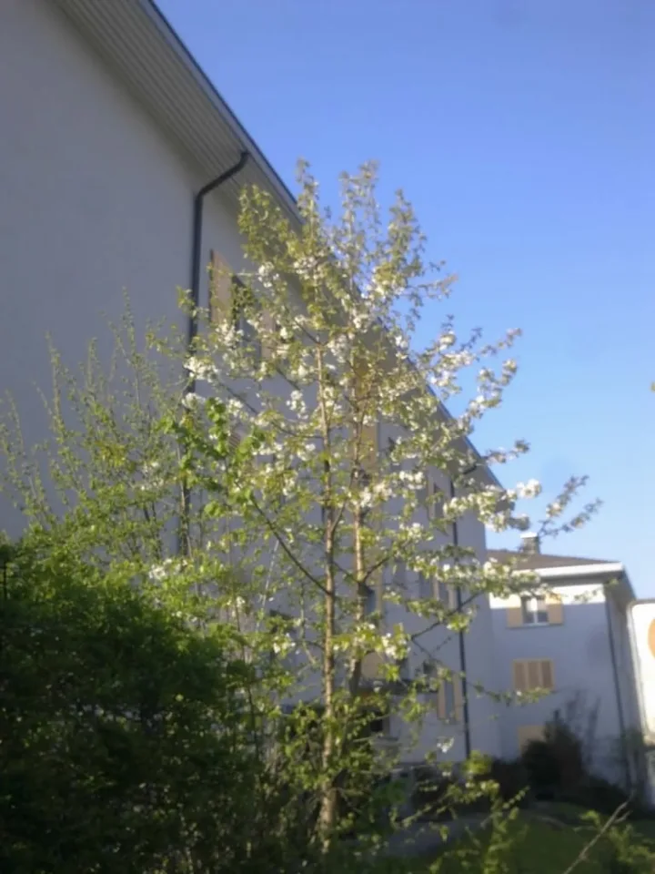 Ab 1.2./1.3. - Schöne 2.5 Zi Wohnung mit Balkon, grosse Einzelgarage – Foto 11 von 21
