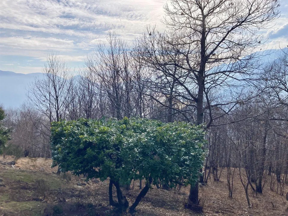 Haus zum renovieren in Monte Brè – foto 15 di 23