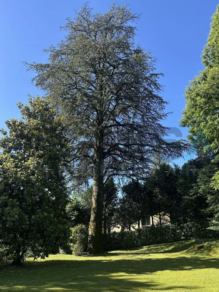 Agra - Collina d'Oro Große 4.5-Zimmer-Wohnung im Grünen