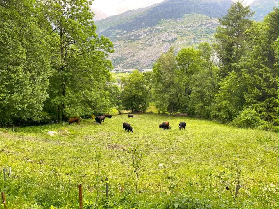 Gemütliches Maiensäss in Waldlichtung – Foto 12 von 14